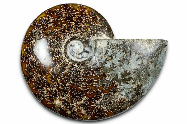 Polished Ammonite (Cleoniceras) Fossil - Madagascar #369616